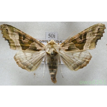 Phlogophora meticulosa (Linnaeus, 1758) Czech50i
